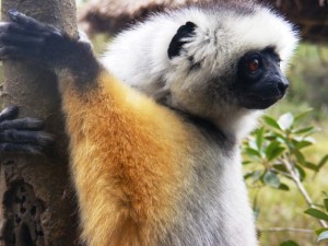 Madagascar Tour Est