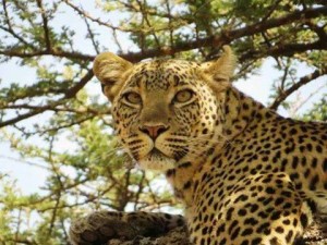 safari_tanzania