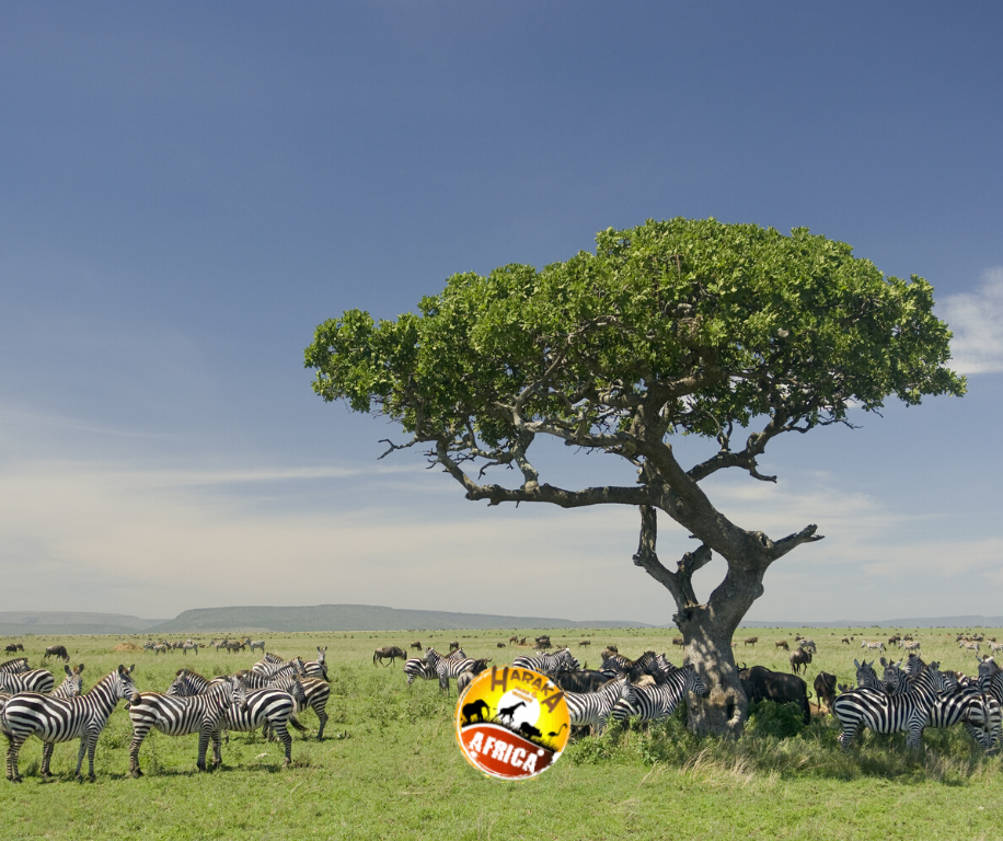 Safari_Tanzania_ (12)