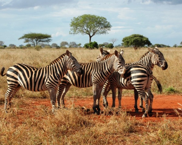 Safari Kenya Tsavo Est