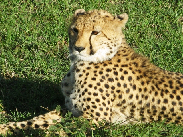 Kenya Safari Masai Mara