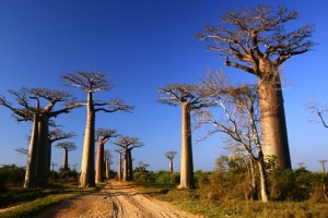 Tour Madagascar