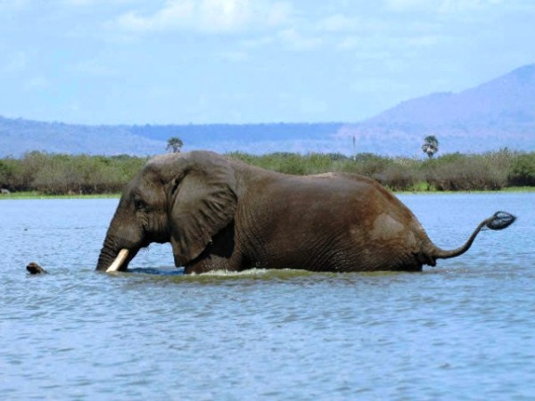 Safari Selous Tanzania