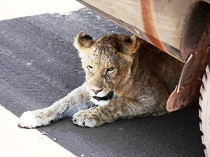 Safari_in_Serengeti