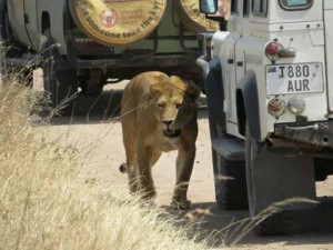 consigli un safari in tanzania