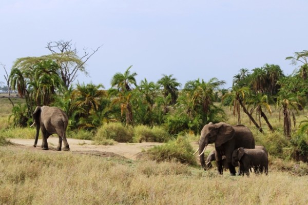 Safari Tanzania 7 notti