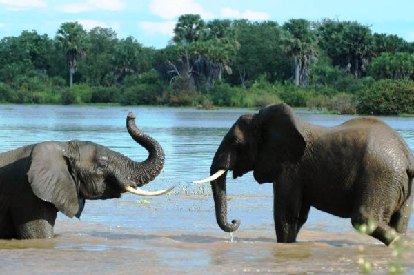 Safari Selous Tanzania