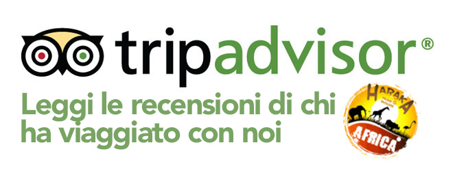 Trip-Advisor-Logo copia