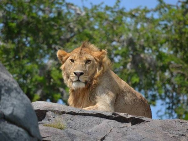 Safari e Zanzibar