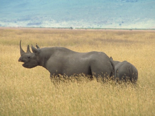 Safari Tanzania 4 notti