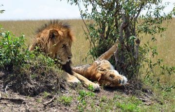 Viaggi Safari in Kenya