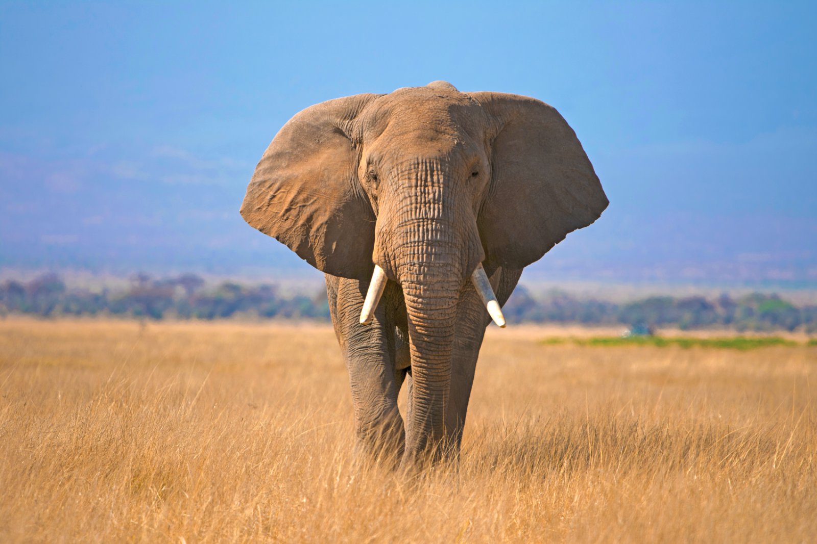 Scopri le informazioni utili per il tuo viaggio in Kenya: passaporto, visto online, tasse, salute, clima, valuta e tanto altro. Pianifica la tua vacanza in Kenya con Haraka Viaggi